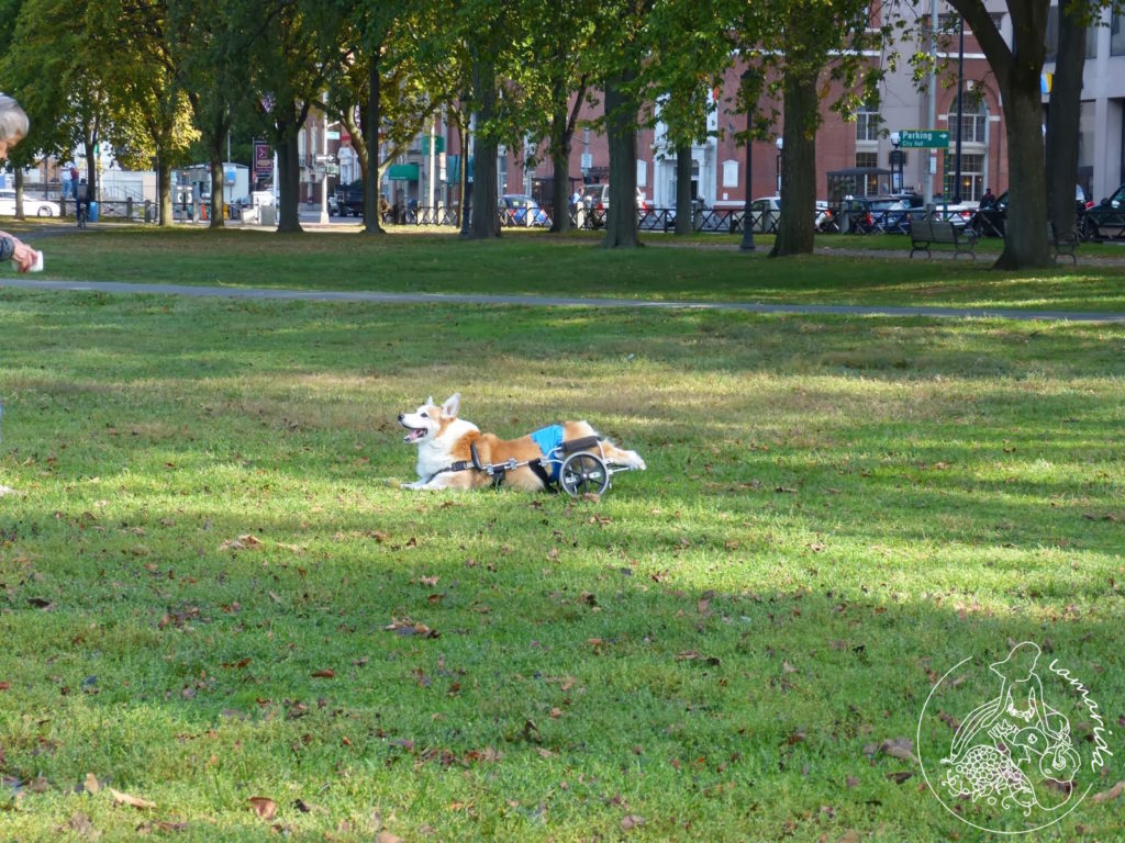 Na zdjęciu jest pewien pan bawiący się ze swoim niepełnosprawnym pupilem 🐶🐾 Widok był niesamowity i mój najstarszy synek, który wtedy był kilkulatkiem, nie mógł się nadziwić widząc pieska na wózku aportującego piłeczkę. Ja zresztą też! :D Wtedy nie miałam pojęcia, że istnieją wózki inwalidzkie dla zwierząt! 👏👍